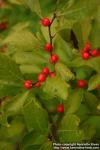 Photo: Ilex verticillata 1.