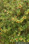 Photo: Ilex aquifolium 11.