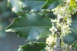 Photo: Ilex x meserveae 1.