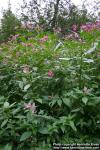 Photo: Impatiens glandulifera 9.