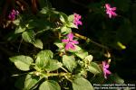 Photo: Impatiens zombensis 0.