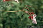 Photo: Impatiens glandulifera 4.