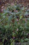 Photo: Impatiens glandulifera 7.