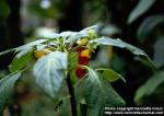 Photo: Impatiens niamniamensis.