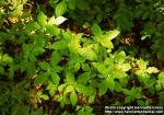 Photo: Impatiens parviflora.