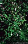 Photo: Impatiens glandulifera 1.