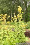 Photo: Inula helenium 16.