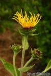 Photo: Inula helenium 17.