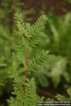 Photo: Indigofera tinctoria.