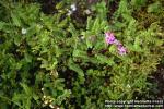 Photo: Indigofera heterantha.