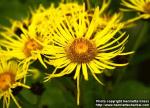 Photo: Inula helenium 1.