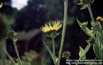 Photo: Inula helenium 3.