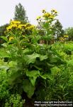 Photo: Inula helenium.