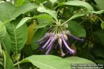 Photo: Iochroma calycinum.