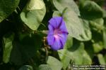 Photo: Ipomoea purpurea.