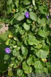 Photo: Ipomoea purpurea 1.