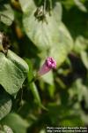 Photo: Ipomoea purpurea 2.