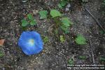 Photo: Ipomoea tricolor 4.