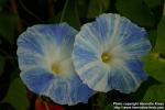 Photo: Ipomoea purpurea 3.