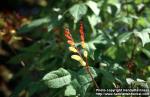 Photo: Ipomoea lobata 1.