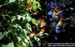 Photo: Ipomoea lobata 2.