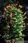 Photo: Ipomoea lobata.