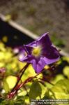 Photo: Ipomoea tricolor 1.