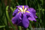 Photo: Iris 17.