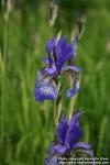 Photo: Iris sibirica 3.