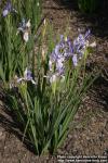 Photo: Iris missouriensis 2.