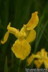 Photo: Iris pseudacorus 9.