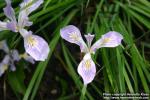 Photo: Iris tenax 2.