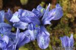 Photo: Iris histrioides 2.