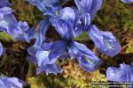 Photo: Iris histrioides 3.