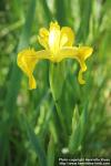 Photo: Iris pseudacorus 14.