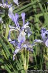 Photo: Iris missouriensis 07.