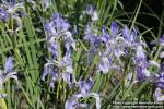 Photo: Iris missouriensis 09.