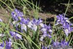 Photo: Iris missouriensis 11.