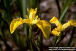 Photo: Iris pseudacorus 1.