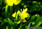 Photo: Iris pseudacorus 4.