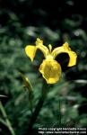 Photo: Iris pseudacorus 5.