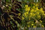 Photo: Isatis tinctoria 1.