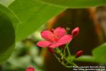 Photo: Jatropha integerrima 3.