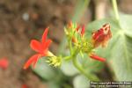 Photo: Jatropha macrantha 2.