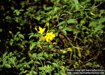 Photo: Jasminum humile.