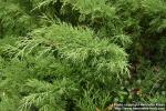 Photo: Juniperus sabina.