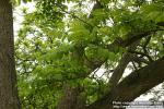 Photo: Juglans ailanthifolia 3.