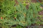 Photo: Juniperus chinensis.