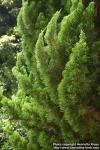 Photo: Juniperus chinensis 3.