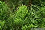 Photo: Juniperus chinensis 4.